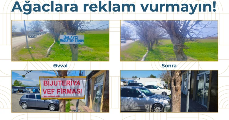 ADRA ağacların üzərinə vurulmuş yüzlərlə reklam qurğusunu demontaj edib