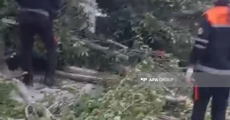 Lənkəranda külək irigövdəli ağacı avtomobilin üstünə aşırıb FOTOLAR