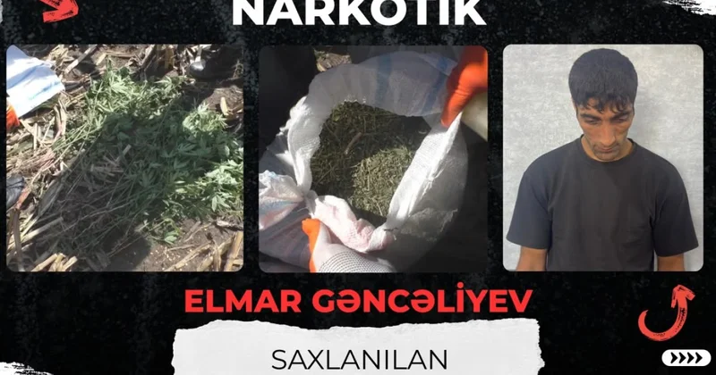 Qarğıdalı sahəsində narkotik əkdi VİDEO