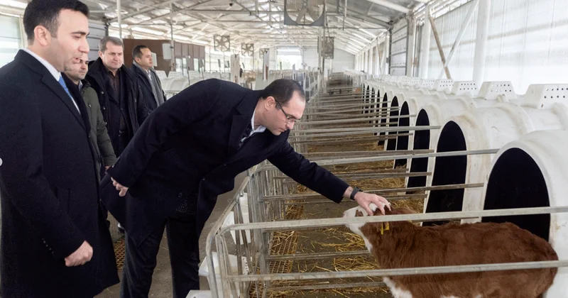 600 kiloqramlıq dana şərti kimin ağlına gəlib?