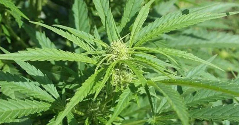 В Балакянском районе на кукурузном поле обнаружено 169 кустов конопли
