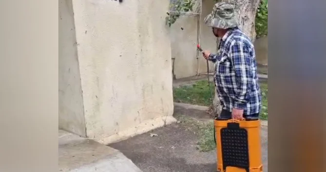 Bakıda tırtıllara qarşı dərmanlama işləri aparılıb