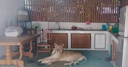 Sahibindən qaçan şir 4 yaşlı uşağa hücum etdi