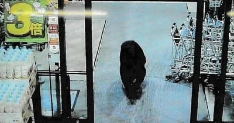 Supermarketə girən ayı kişini yaraladı