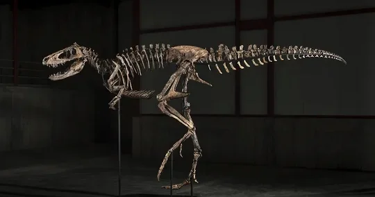 “Jodi” dinozavrının skeleti 9 milyon dollar dəyərində qiymətləndirilib
