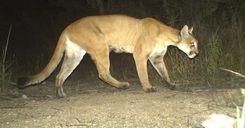 Almaniyada puma təşvişi: Sakinlərə xəbərdarlıq edildi