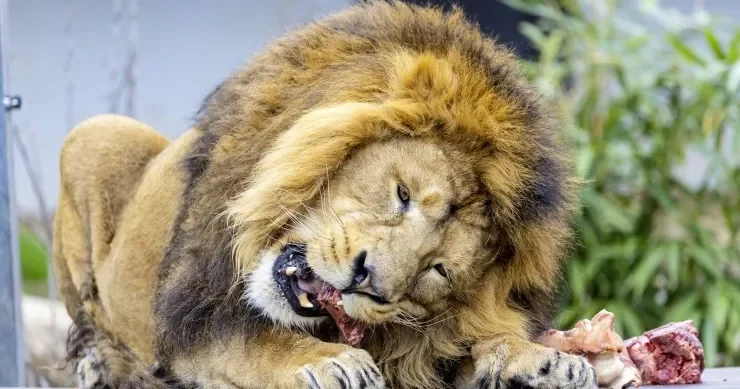 Zooparkdakı şirlərə bütöv cəsədlər verildi davranışları dəyişdi