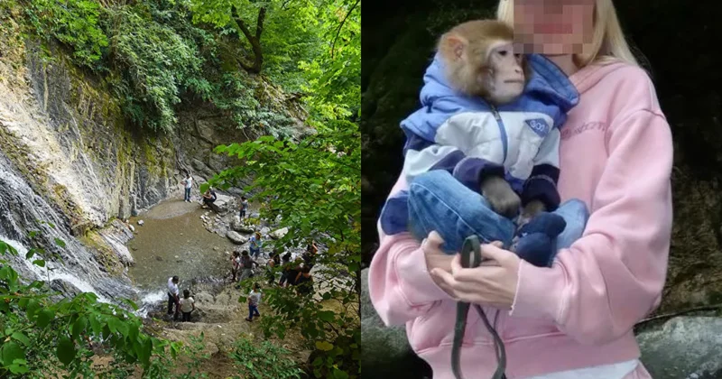 Qəbələdə turist meymunla şəkil çəkdirərkən başından yaralandı FOTO