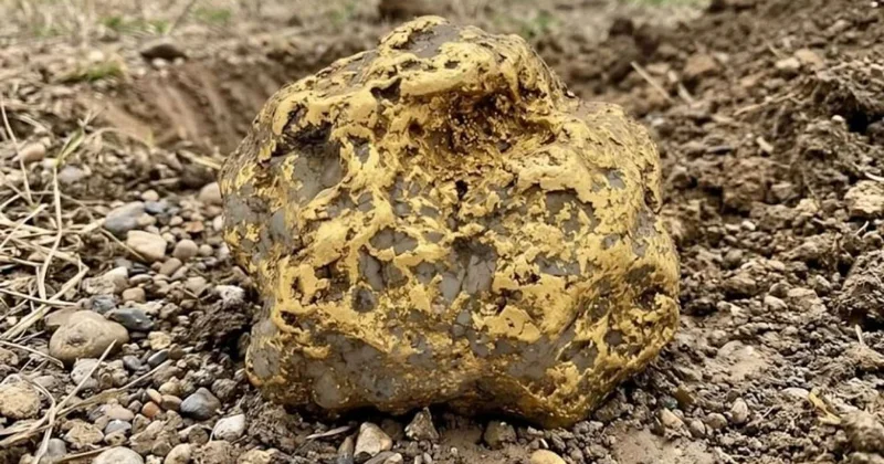 9 kiloqramlıq qızıl külçə tapdı 750 min dollara satıldı