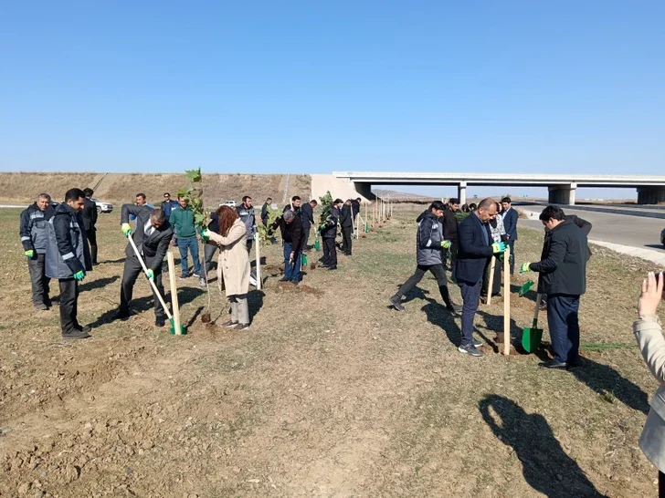 В Физули в День Победы прошла акция по посадке деревьев Новости Азербайджана