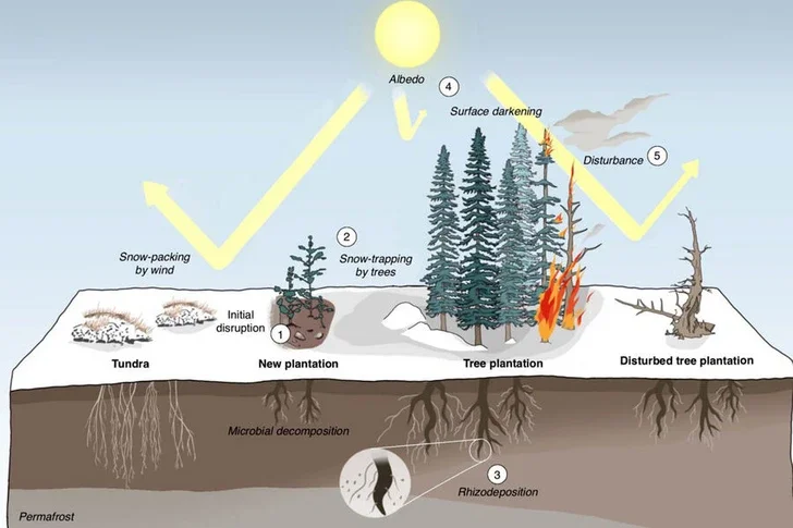 Создание лесов в Арктике может ускорить ее таяние, выяснили ученые Новости Азербайджана