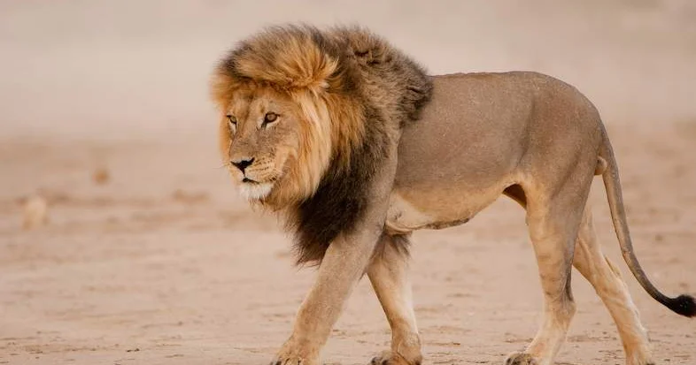 Maddi çətinliyə görə şirləri öldürdülər