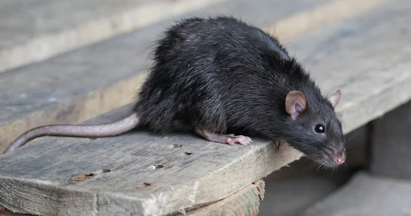 Nyu York meri siçovullara nəzarət üçün inqilab elan etdi