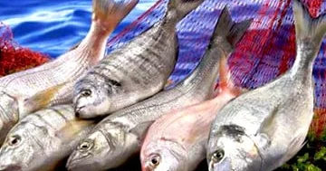 Rusiya böyük balıqlarından məhrum qalmaq riski daşıyır...