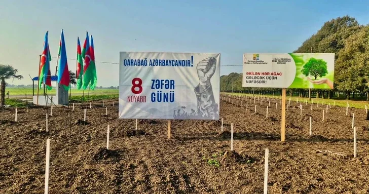 Ко Дню Победы в Азербайджане высажено более 30 тысяч деревьев