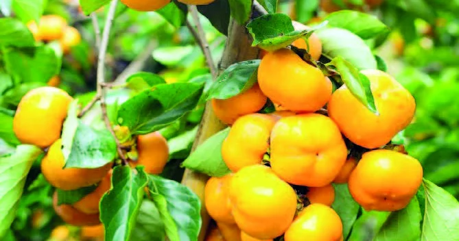 Azərbaycan xurmasının bazarı genişlənir