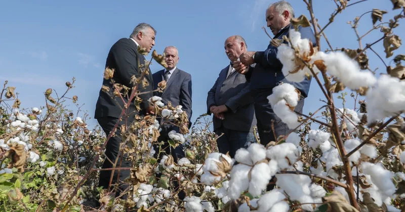 Pambıq yığımında rekord göstəricilər əldə olunur FOTOLAR