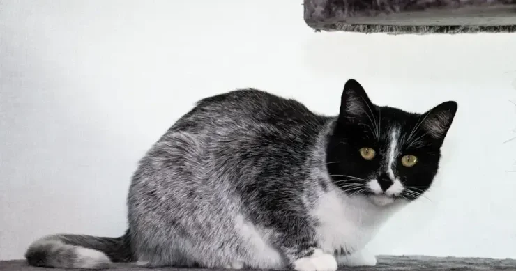 Pişiklər aləmində yeni eksklüziv rəng ortaya çıxdı