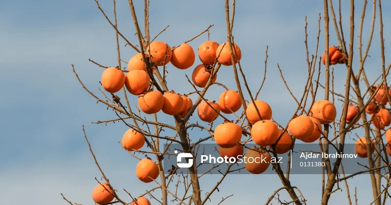 Yolların kənarlarındakı ağacların meyvələrini kimlər yığa bilər? AÇIQLAMA