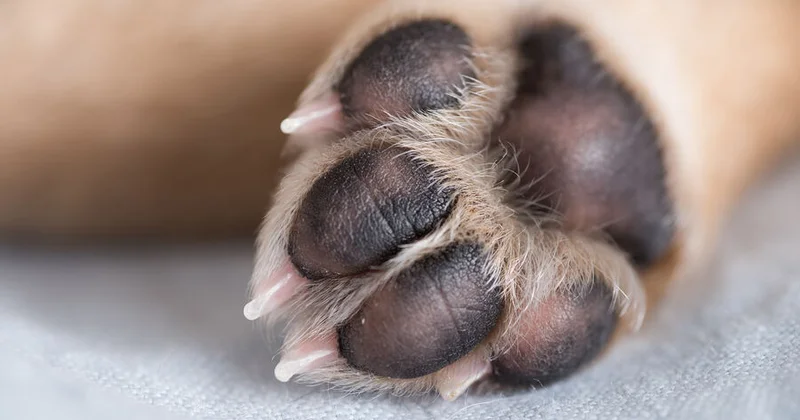 İtlərdə İnsanlar üçün potensial təhlükəli olan yeni bir infeksiya aşkar edilib.