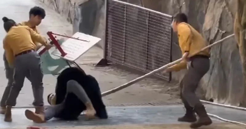 Ayı baxıcıya hücum edib, basketbol səbəti belə ayıra bilmədi