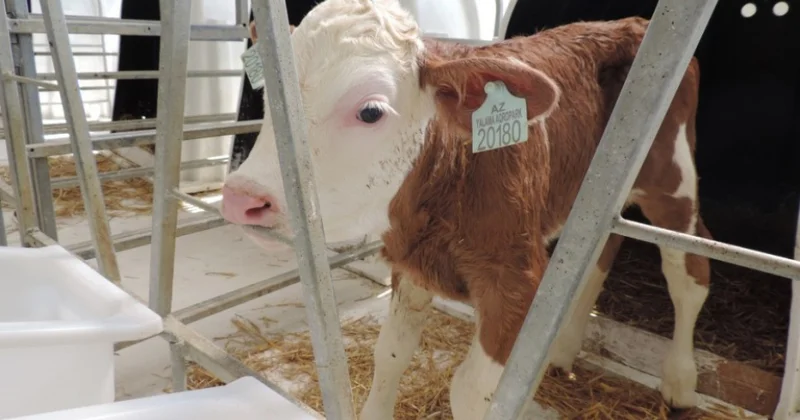 Son illər Şəkidə heyvan sahiblərinə 2,5 milyon manatdan çox subsidiya ödənilib