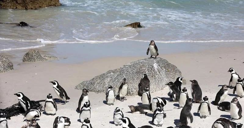 Cənubi Afrika sahillərində ekoloji fəlakət: 62.000 pinqvin aclıqdan öldü