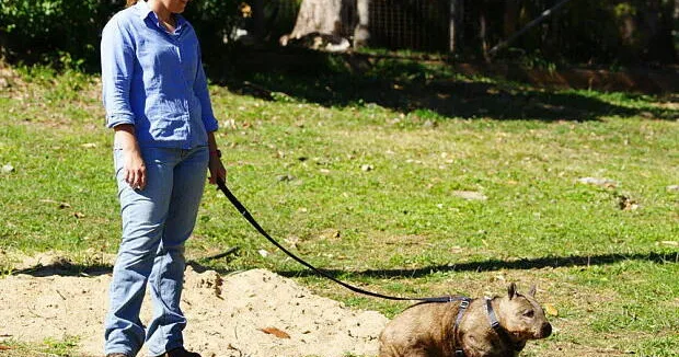 Идеальная работа в Австралии ВИДЕО