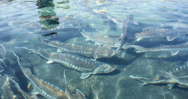 Xəzərdə balıq böhranı