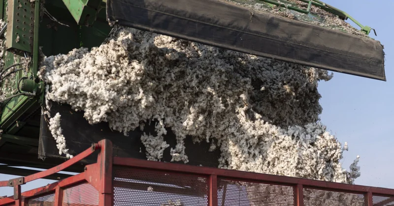 Ölkə üzrə yığılan pambığın statistikası açıqlanıb