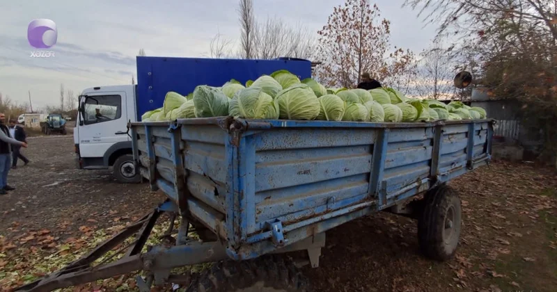 Kələm sahələrdə qalıb Fermerlər çarəsizdir (VİDEO)