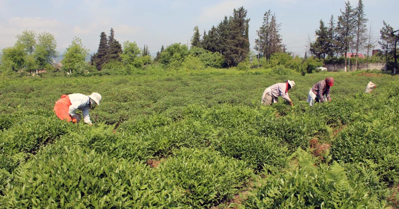 Astarada çay yığımı yekunlaşıb bu il 724,6 ton yaşıl yarpaq yığılıb