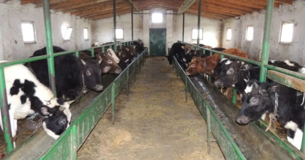 Tövlələrə də icazə gəlir: Bəs varlıların ferması?