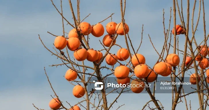 Тонны хурмы гниют в Имишли из за отсутствия спроса