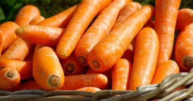 Yerkökünün sağlamlığa möhtəşəm təsirləri