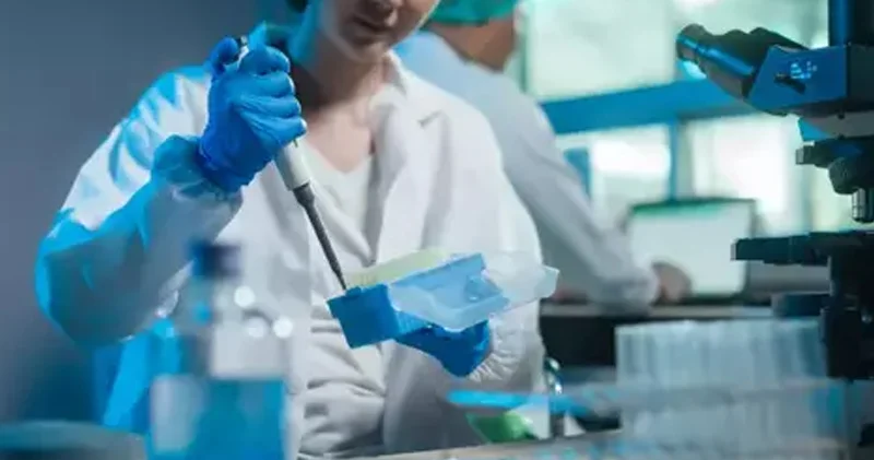 Avropa ölkəsi həyəcan təbili çalır: Afrika donuz taunu 30 il sonra qayıtdı