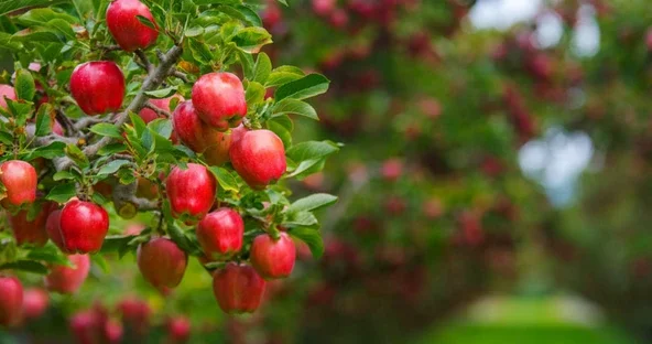 Фруктовые деревья вдоль дорог в Баку: могут ли жители собирать урожай?