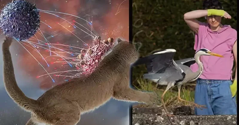 Quş qripi ilk dəfə insan öldürdü: Virus artıq çoxbaşlı bir quruluşdur