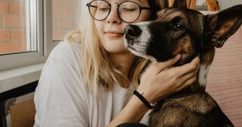 Yeni infeksiya yayılır İtlərdən keçir