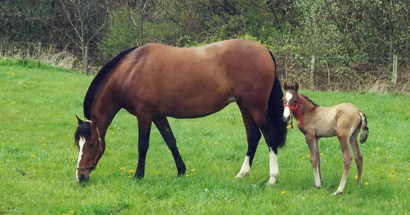 Azərbaycanda niyə at əti yeyilmir?