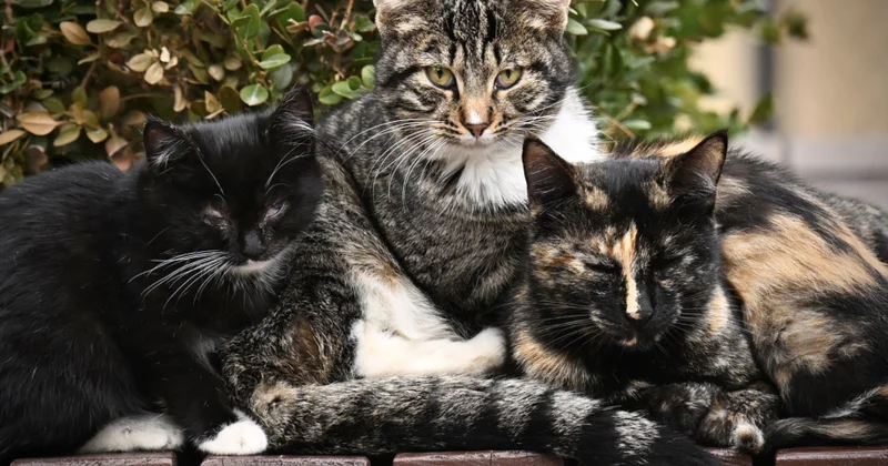 Bakı küçələrinin doğma sakinləri “Myao”lar FOTOREPORTAJ