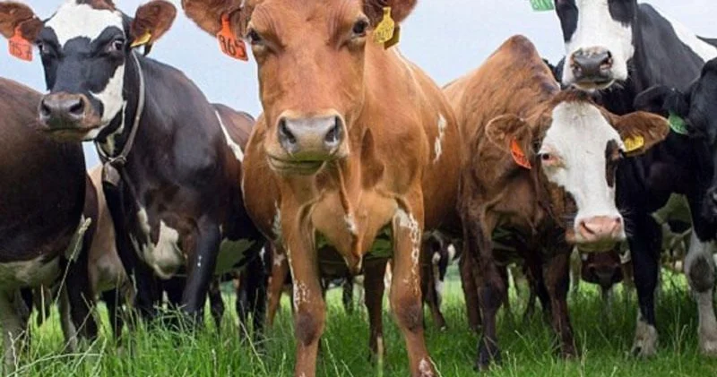 Dabaq xəstəliyinə görə 11 kənd karantinə alındı