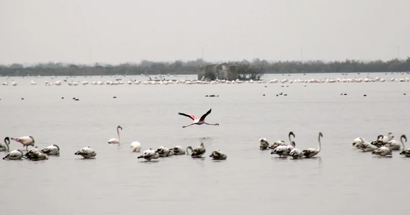 Flaminqolar Mahmudçalaya bu il vaxtından əvvəl gəlib... FOTOREPORTAJ VİDEO