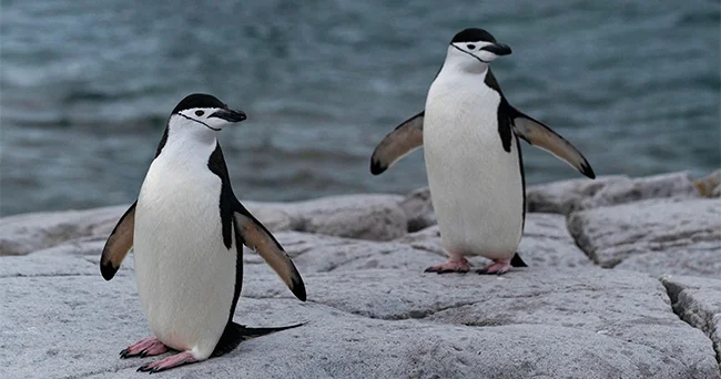 Güney Afrika sahillərində 62 min penguen açlıktan ölüb