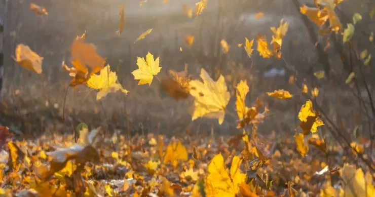 Tökülən yarpaqları 3 yerdə saxlayın