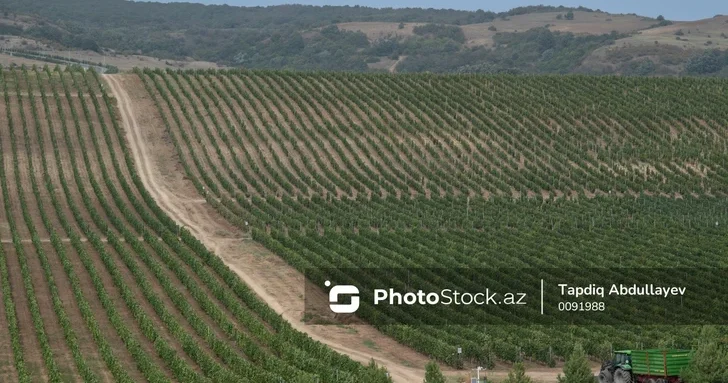 Стройка на сельхозземлях: что разрешено и что запрещено новым указом Президента Азербайджана?