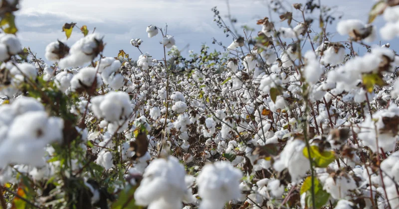 Azərbaycanda pambıq yığımı tarixi rekordla başa çatır FOTO