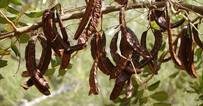 2 3 dəqiqədə dərdlərə şəfa olan KEÇİBUYNUZU