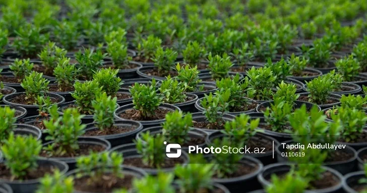 Азербайджан усиливает контроль за экспортом растений: новые правила фитосанитарной сертификации