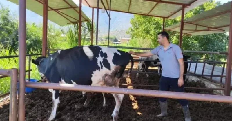 Dabaq xəstəliyinə görə 11 kənd karantinə alındı